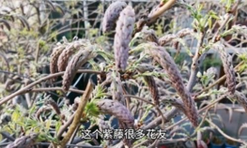 紫藤修剪的时间和方法
