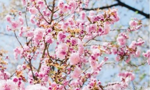 关于桃花的生长过程介绍
