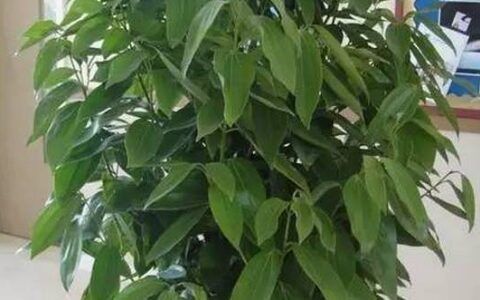 平安树如何养才茂盛的