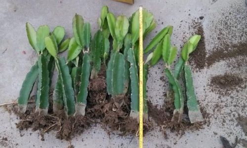 茶树扦插生根的研究