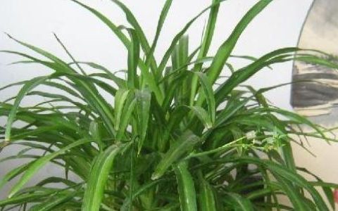 吊兰花怎么养