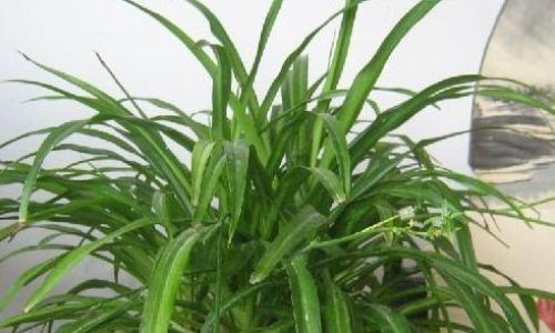 吊兰花怎么养