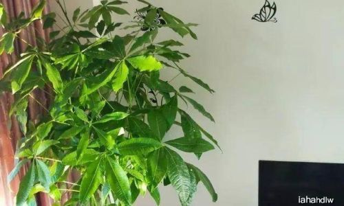 客厅进门适合养什么花草