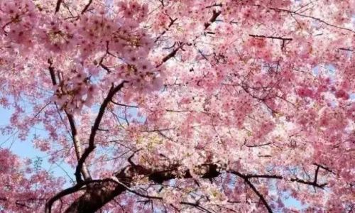 樱花最合适在什么季节种植