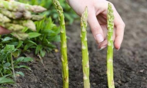芦笋盆栽如何管理