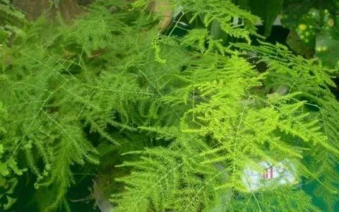 不通风没阳光的室内应该养什么植物