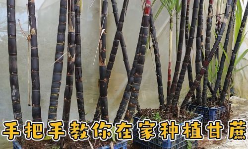 甘蔗在家如何栽培