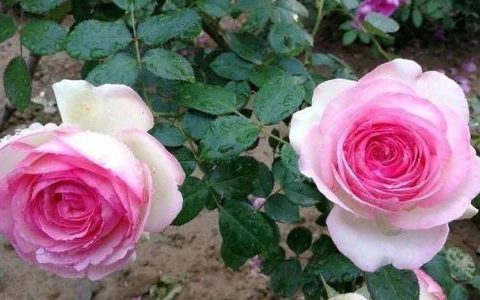 月季花怎么养家庭养法