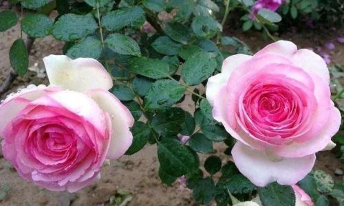 月季花怎么养家庭养法