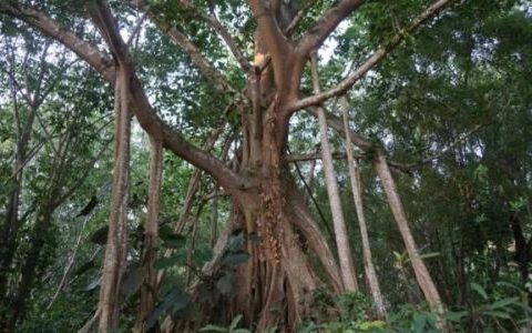 榕树叶子被冻黑了的解决方法