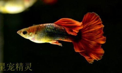 养殖注意事项孔雀鱼鱼苗