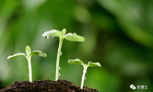 葫芦种子泡几天发芽
