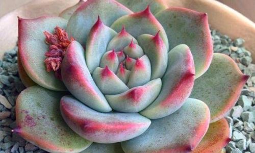 多肉叶片怎么种