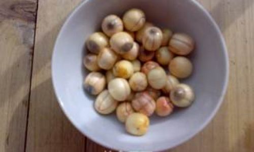 红腰豆泡多久才能种
