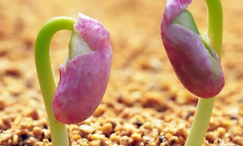 泡过的花生种子几天发芽