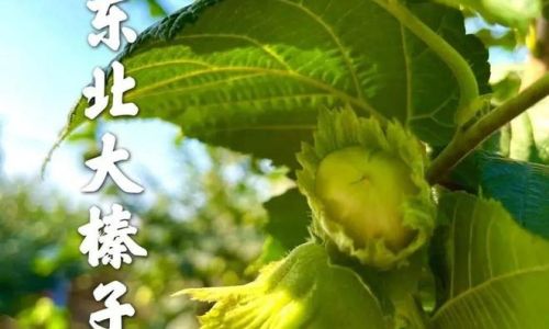 榛子的主要产地