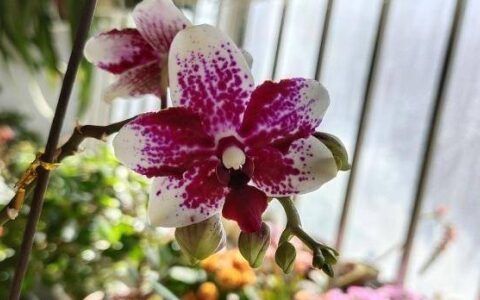 一路顺风花怎么养