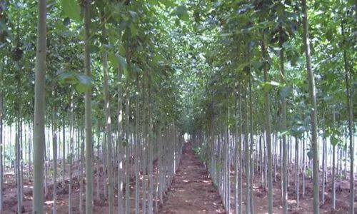 什么季节种植小苗合适