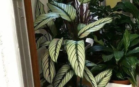 可以在夏季放在室外植物的推荐