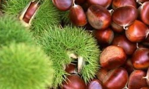 板栗适合什么地方种植