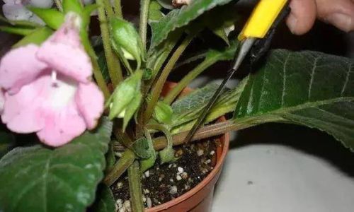 什么时候金边睡香花扦插