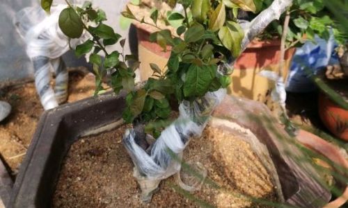 金弹子下山桩如何栽培