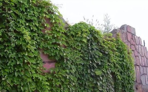 如何种好爬墙虎