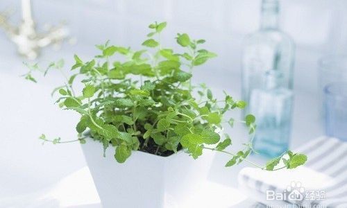 家庭花卉养殖注意事项