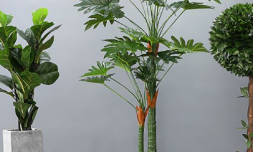 风水学家中种什么植物最好
