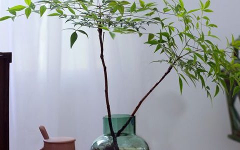 南天竹可以水培吗