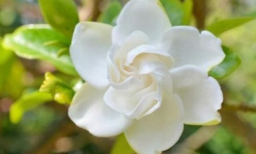 茉莉花出自哪里