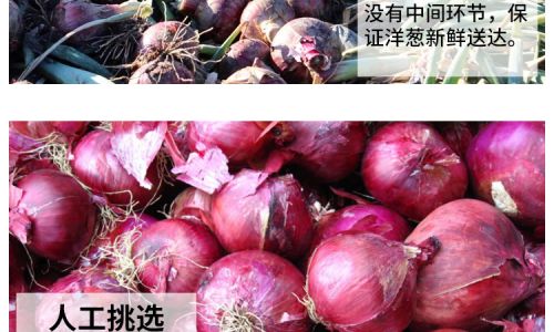 红葱头如何种植