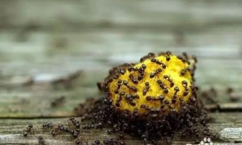 花盆里有虫蚁如何办