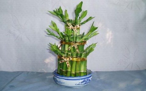 水竹子的养殖方法