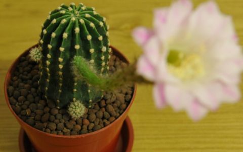 好养的室内大型植物