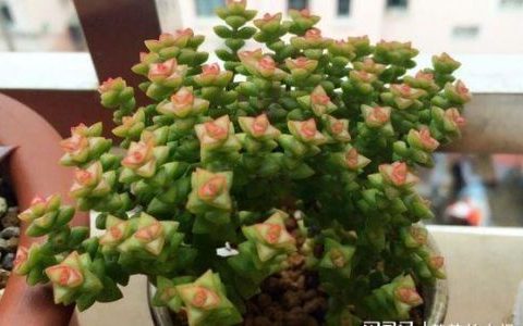 多肉小米星的养殖方法
