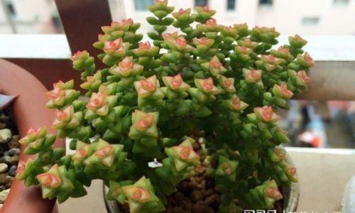 多肉小米星的养殖方法