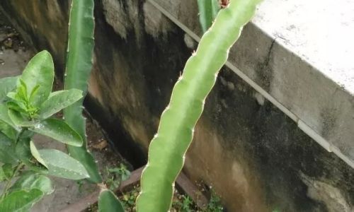 阳台怎么种火龙果