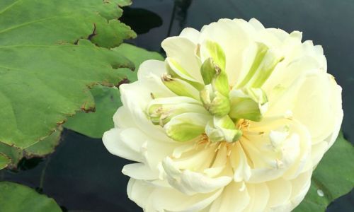 几月份雪莲开花