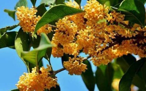 桂花苗几年开花