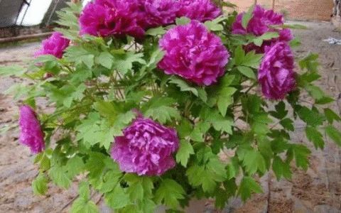 牡丹花夏天如何养