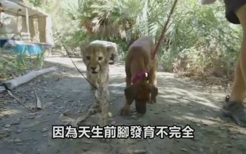 做我的男朋友一起养只小狗出处
