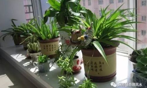 做生意店里摆什么植物