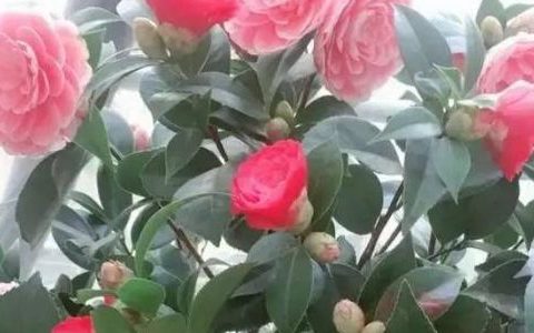 客厅里是否适合摆放茶花