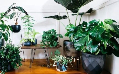 适合客厅养的大型植物介绍