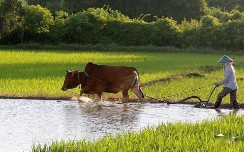 风马牛不相及涉及哪两个国家