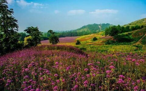 佛山花海什么季节去好