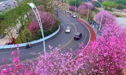什么城市区花是紫荆花