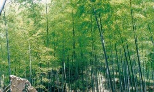 宜兴竹海适合几月份去