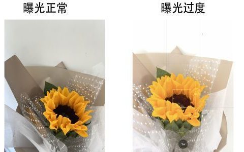 手机拍花的技巧